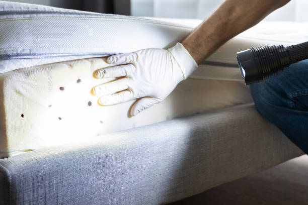 Best Termite Control Services  in Baxter Estates, NY