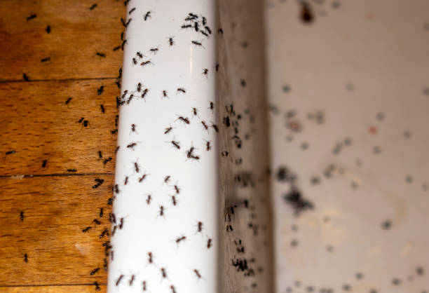 Best Spider Control Near Me  in Baxter Estates, NY