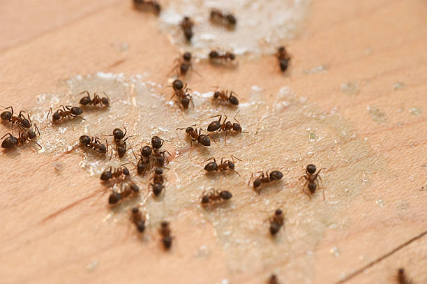 Best Local Pest Control Services  in Baxter Estates, NY