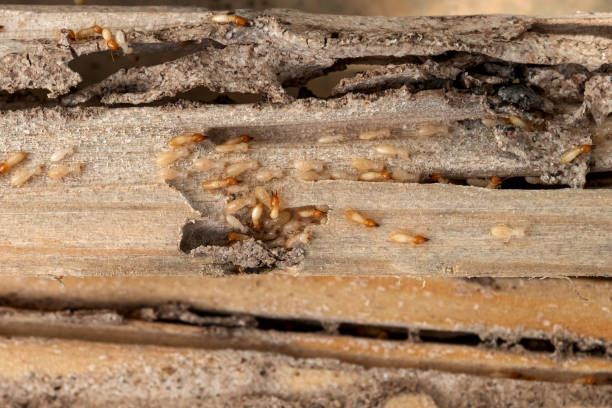 Best Pest Inspection Near Me  in Baxter Estates, NY